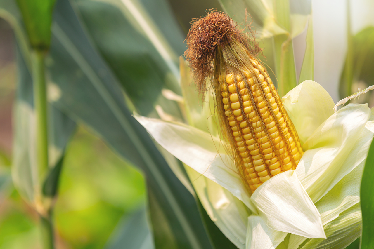 A stalk of corn